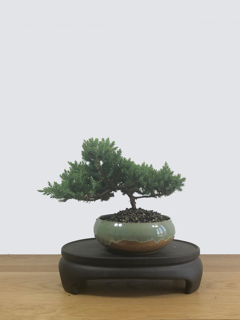 JAPANESE JUNIPER (JP12040) - MiniGardens NZ