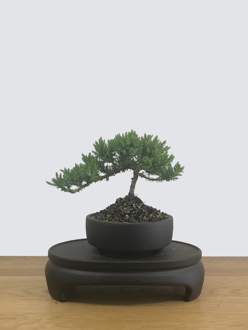 JAPANESE JUNIPER (JP12041) - MiniGardens NZ