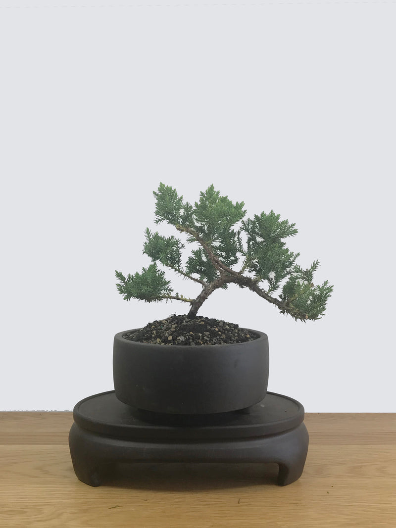 JAPANESE JUNIPER (JP12042) - MiniGardens NZ
