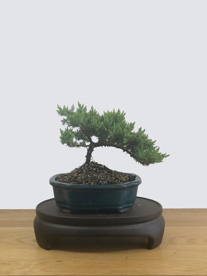 JAPANESE JUNIPER (JP12043) - MiniGardens NZ
