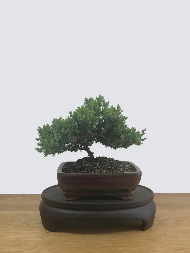 JAPANESE JUNIPER (JP12044) - MiniGardens NZ