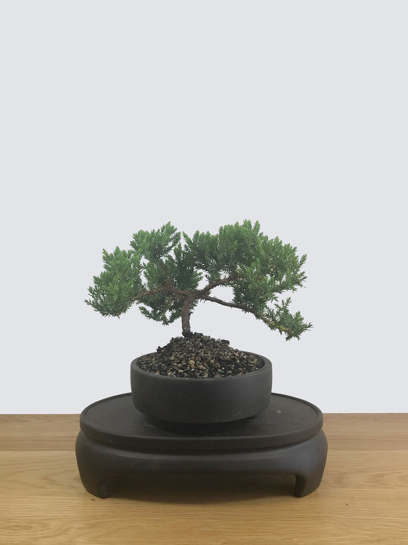 JAPANESE JUNIPER (JP12045) - MiniGardens NZ