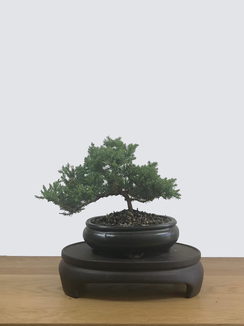 JAPANESE JUNIPER (JP12046) - MiniGardens NZ