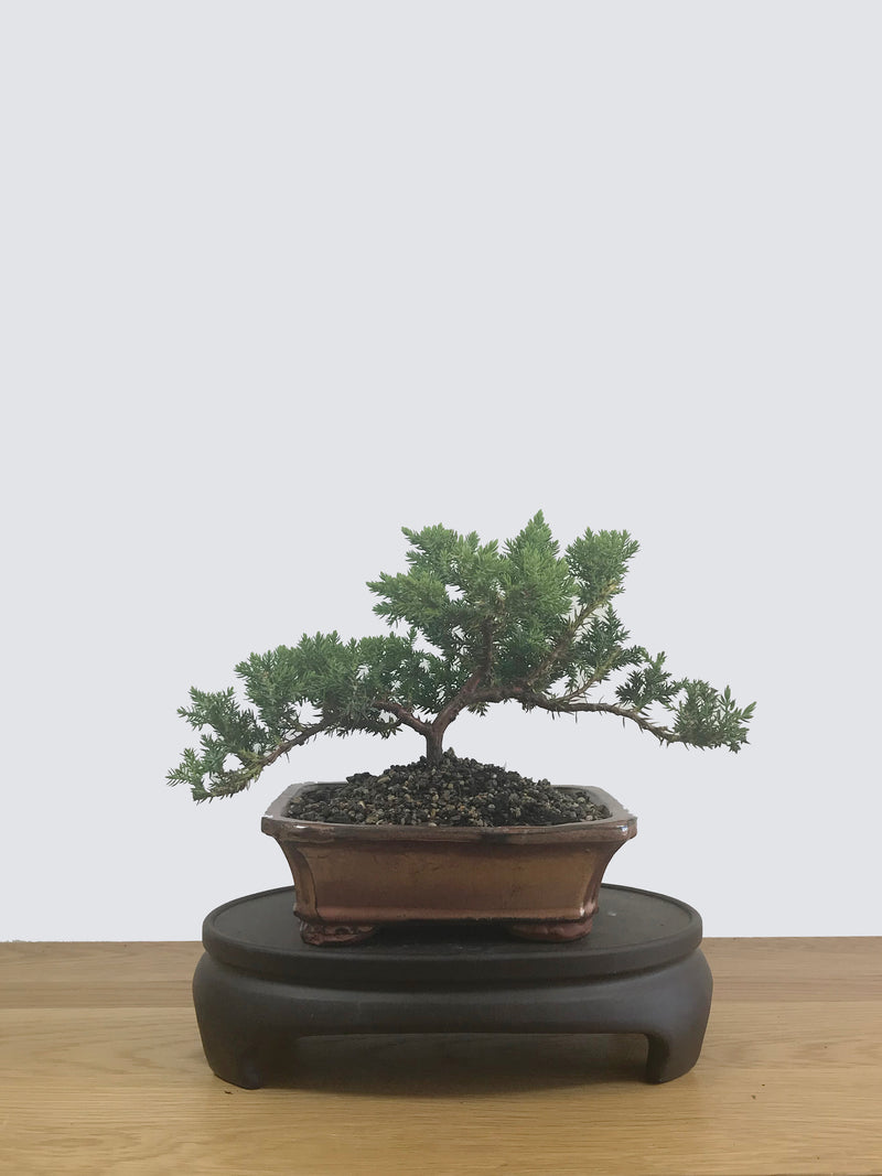 JAPANESE JUNIPER (JP12047) - MiniGardens NZ