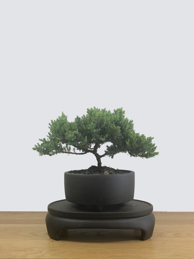 JAPANESE JUNIPER (JP12048) - MiniGardens NZ