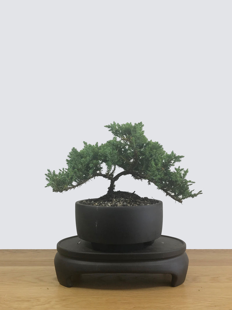 JAPANESE JUNIPER (JP12049) - MiniGardens NZ