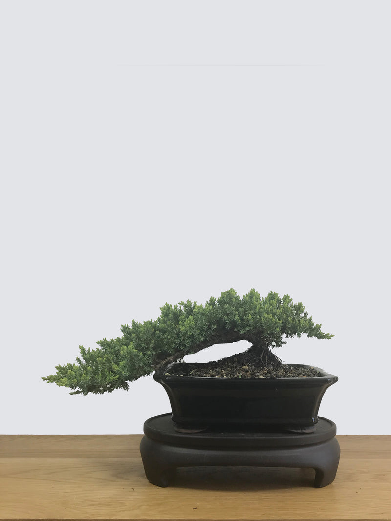 JAPANESE JUNIPER (JP12050) - MiniGardens NZ