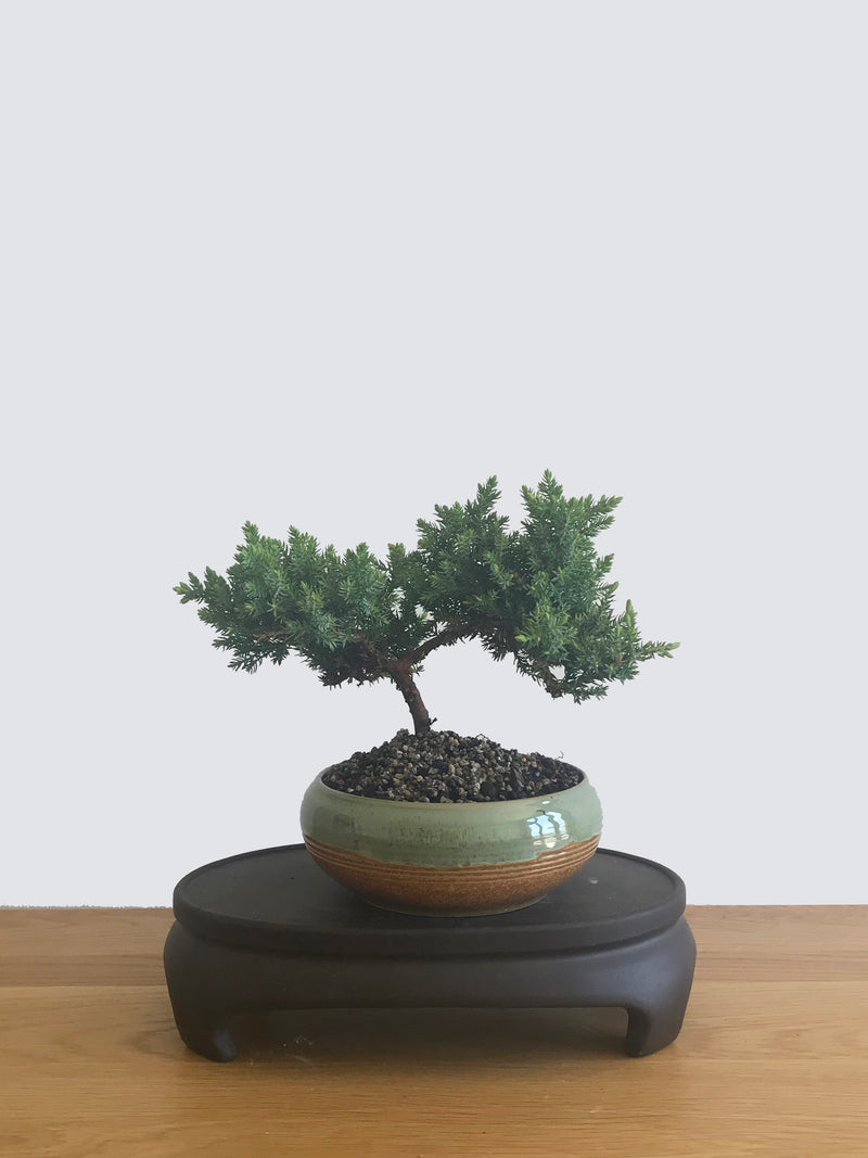 JAPANESE JUNIPER (JP12051) - MiniGardens NZ