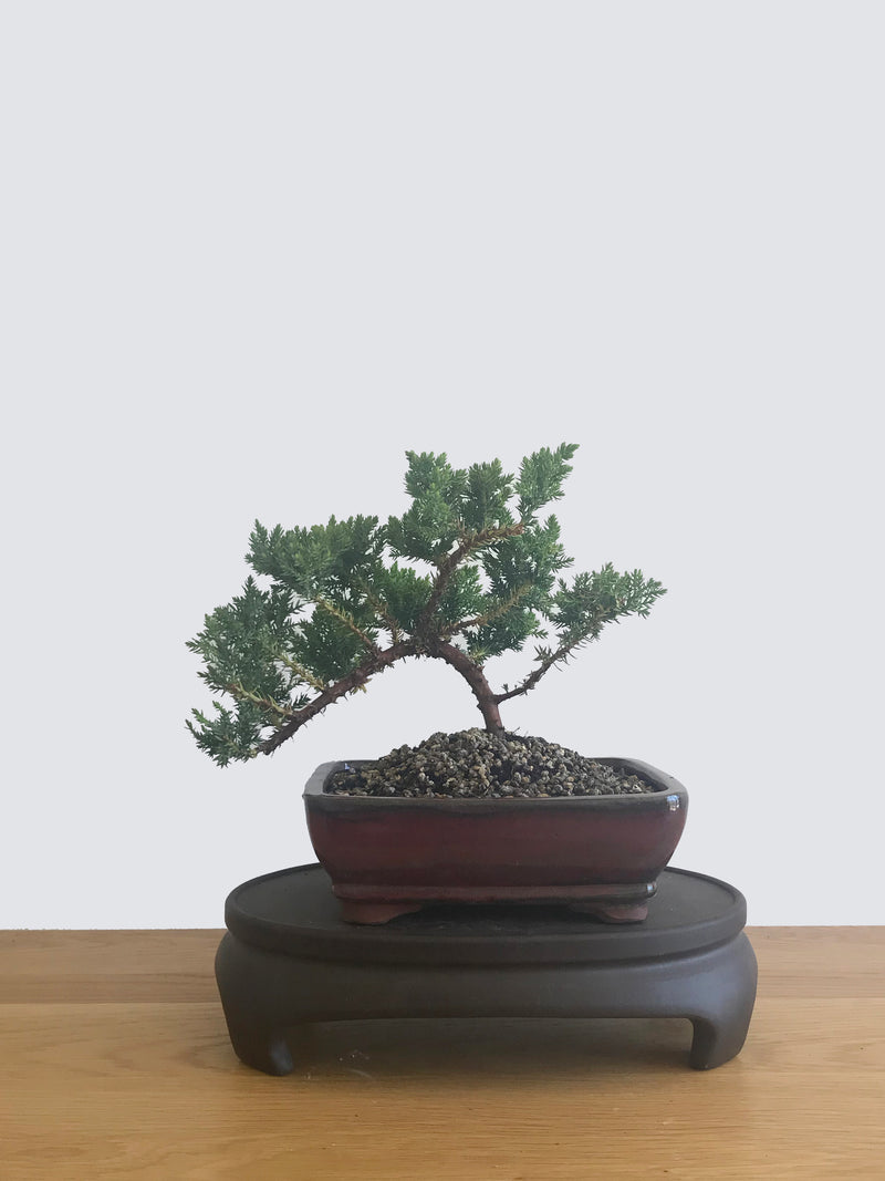JAPANESE JUNIPER (JP12052) - MiniGardens NZ