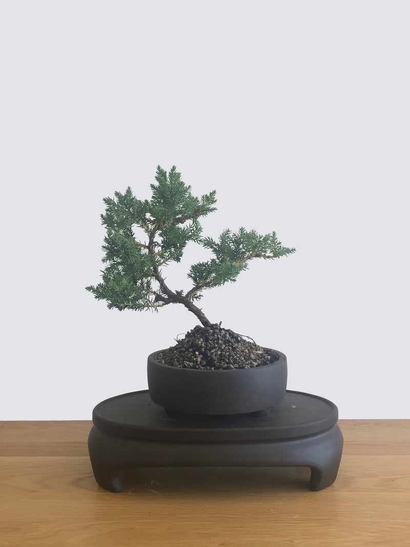JAPANESE JUNIPER (JP12053) - MiniGardens NZ