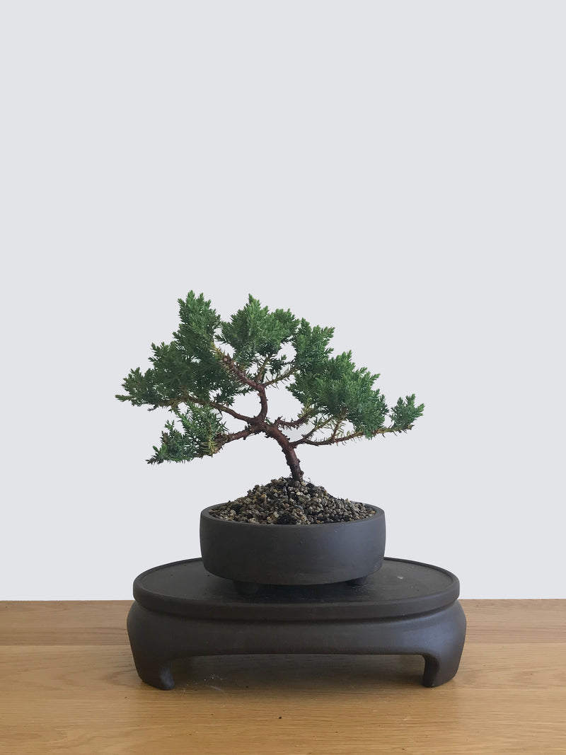 JAPANESE JUNIPER (JP12055) - MiniGardens NZ