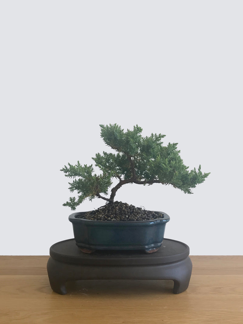 JAPANESE JUNIPER (JP12056) - MiniGardens NZ