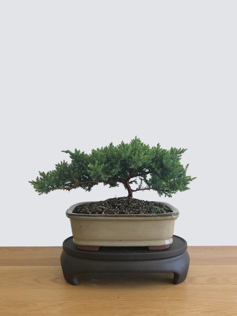 JAPANESE JUNIPER (JP12057) - MiniGardens NZ