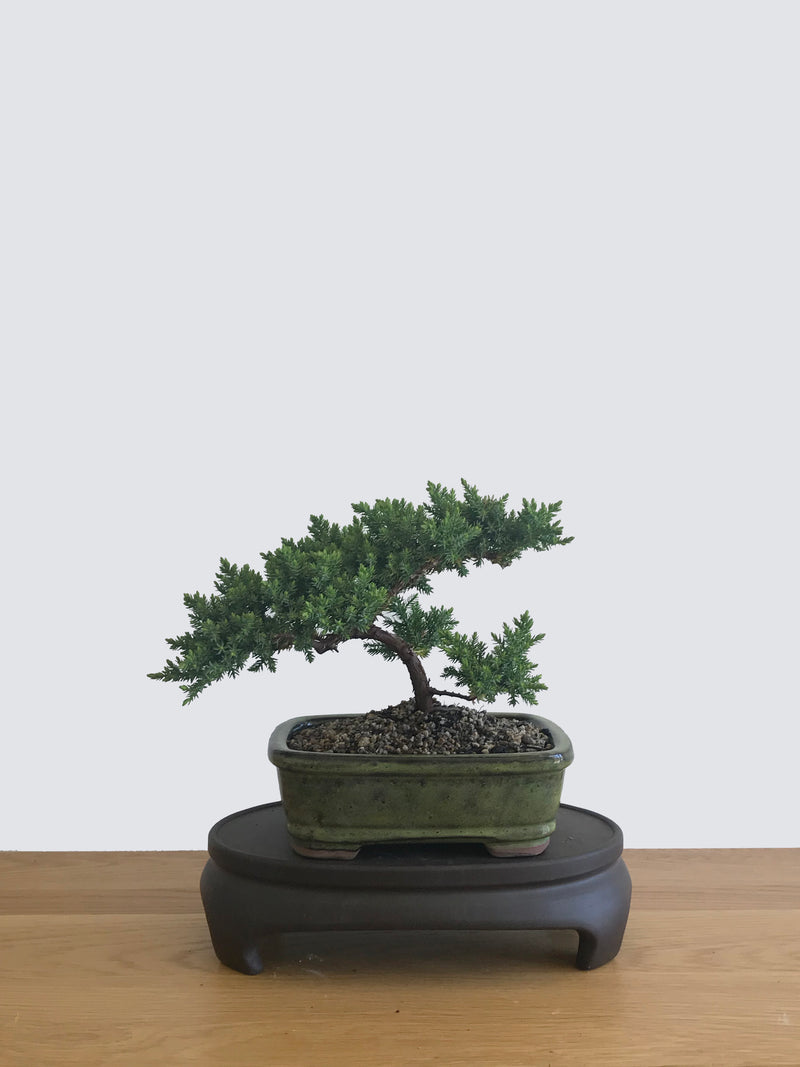 JAPANESE JUNIPER (JP12058) - MiniGardens NZ