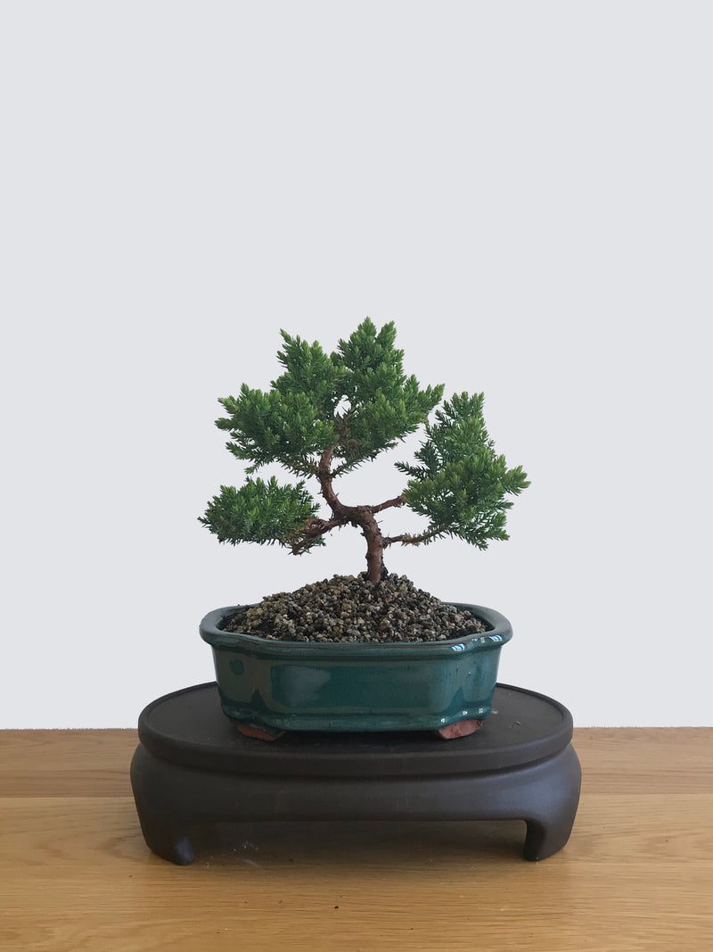 JAPANESE JUNIPER (JP12059) - MiniGardens NZ