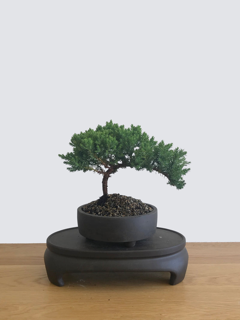 JAPANESE JUNIPER (JP12060) - MiniGardens NZ