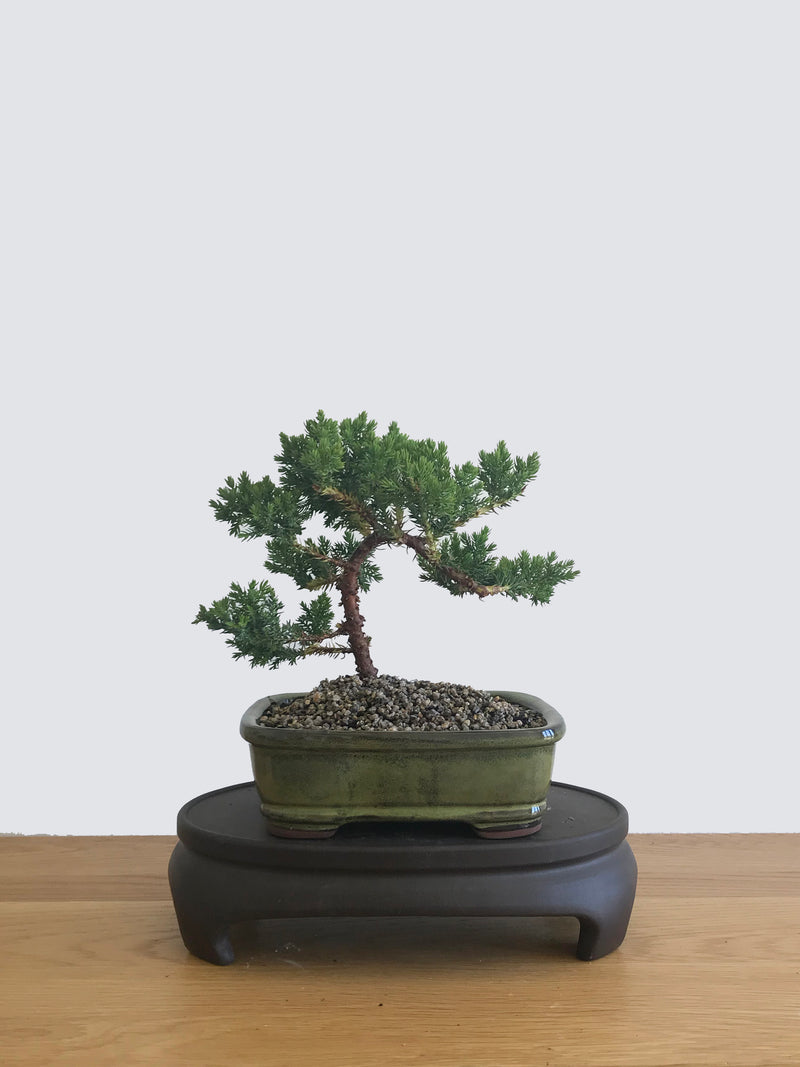 JAPANESE JUNIPER (JP12061) - MiniGardens NZ