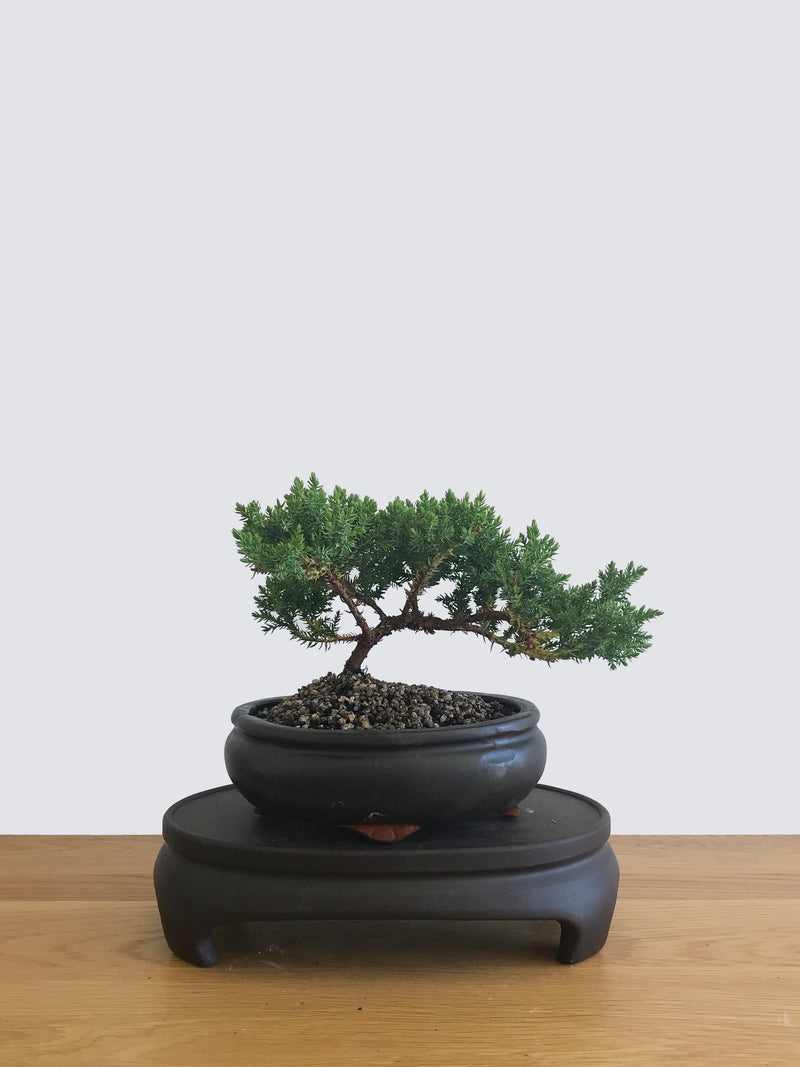 JAPANESE JUNIPER (JP12062) - MiniGardens NZ