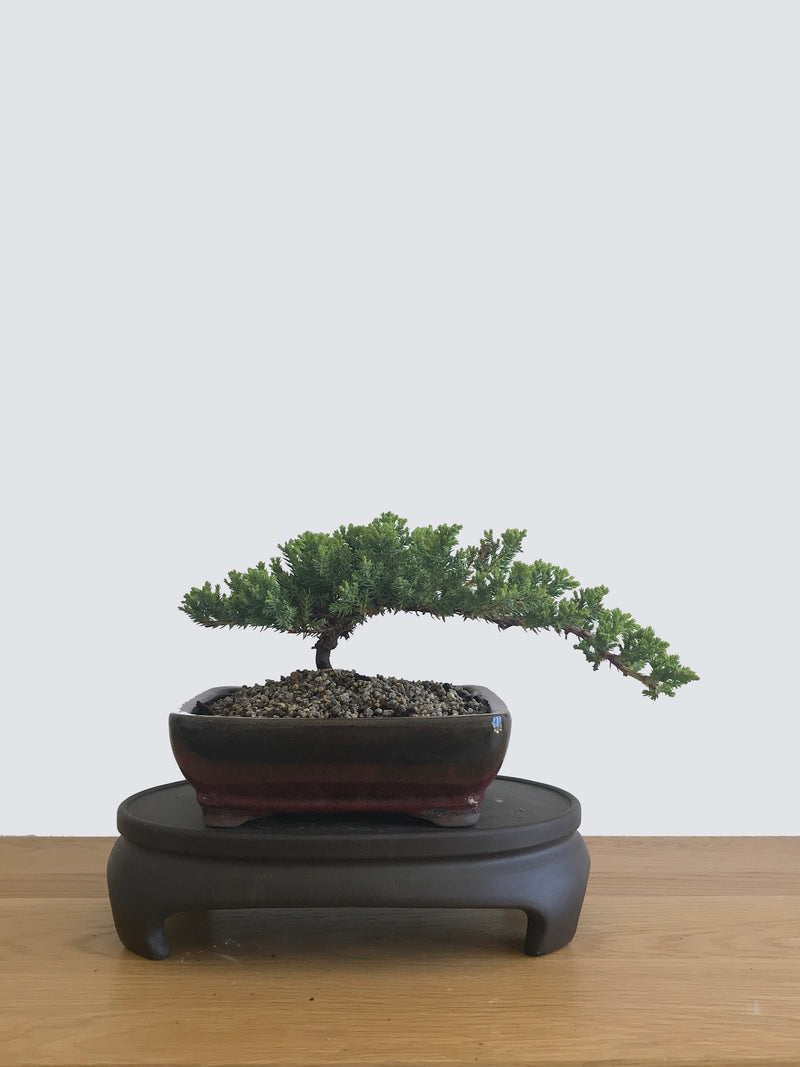 JAPANESE JUNIPER (JP12063) - MiniGardens NZ
