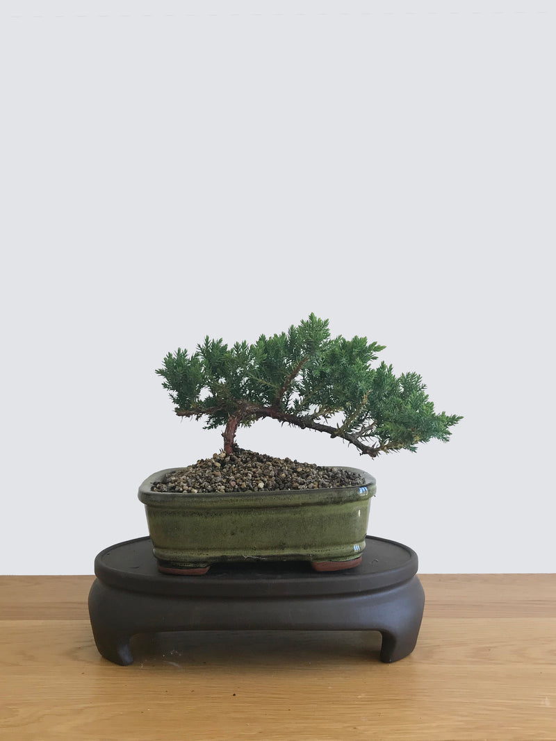 JAPANESE JUNIPER (JP12066) - MiniGardens NZ