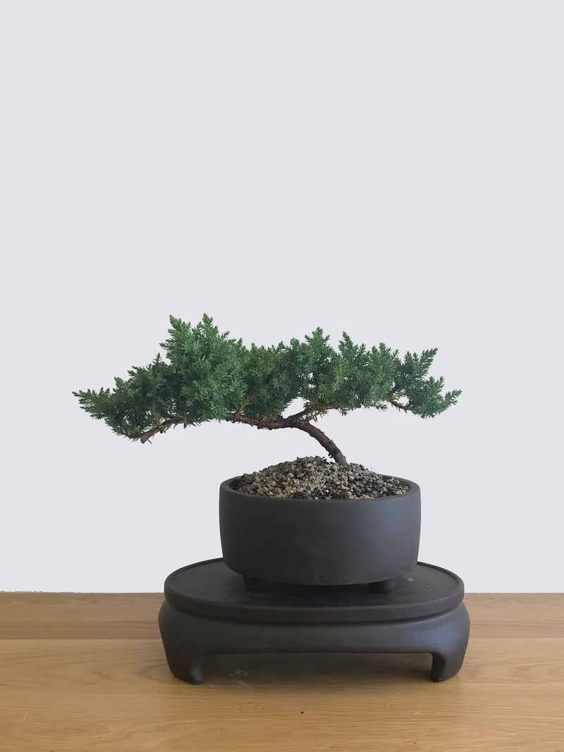 JAPANESE JUNIPER (JP12067) - MiniGardens NZ
