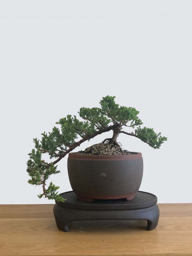 JAPANESE JUNIPER (JP12068) - MiniGardens NZ