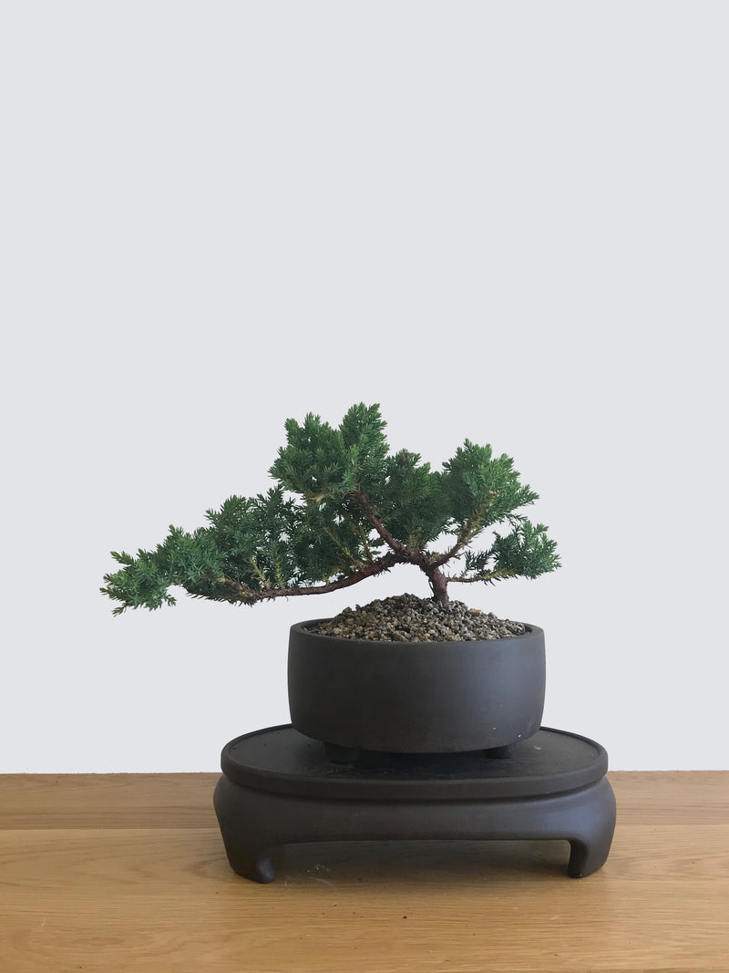 JAPANESE JUNIPER (JP12069) - MiniGardens NZ