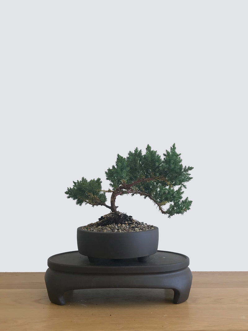 JAPANESE JUNIPER (JP12072) - MiniGardens NZ