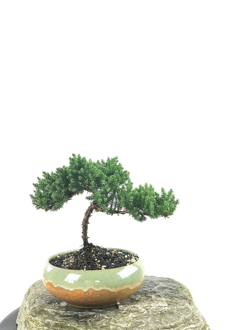 JAPANESE JUNIPER (1807140) - MiniGardens NZ