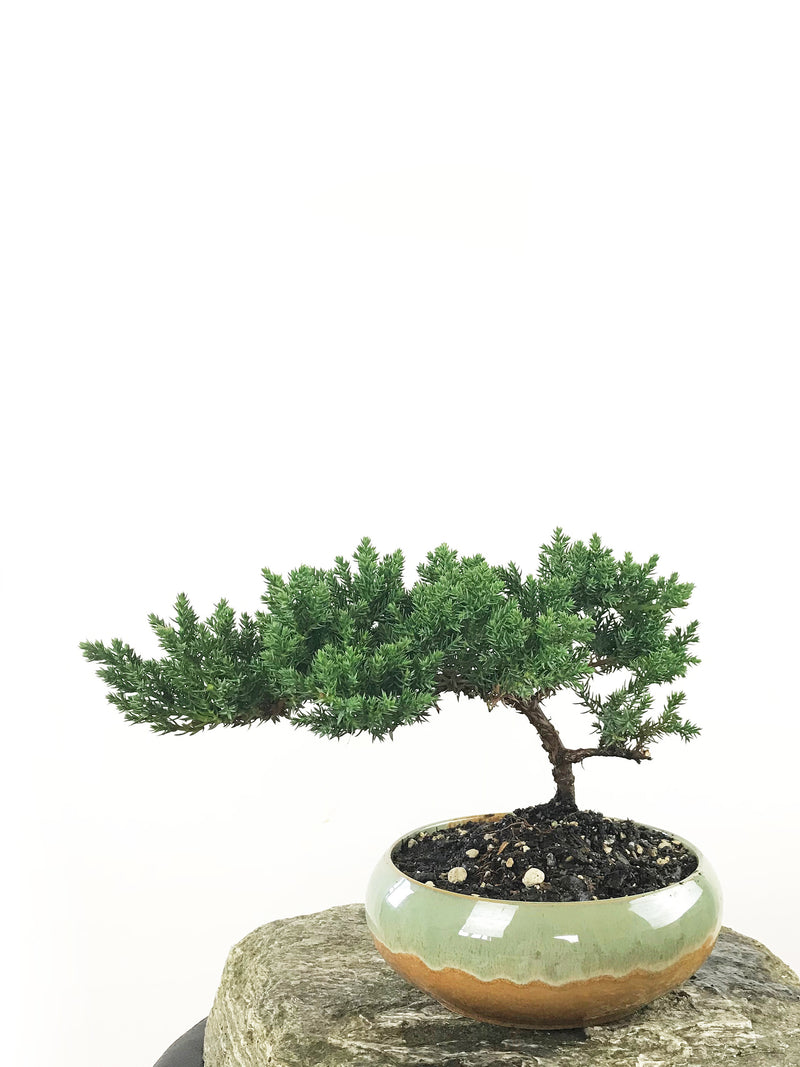 JAPANESE JUNIPER (1807142) - MiniGardens NZ