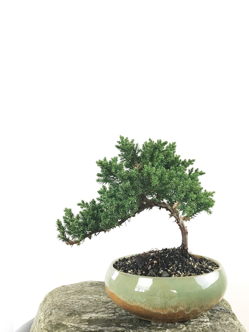 JAPANESE JUNIPER (1807144) - MiniGardens NZ