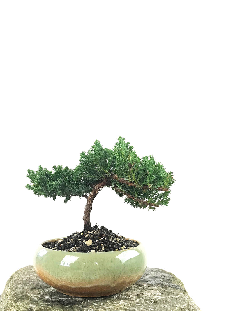 JAPANESE JUNIPER (1807145) - MiniGardens NZ