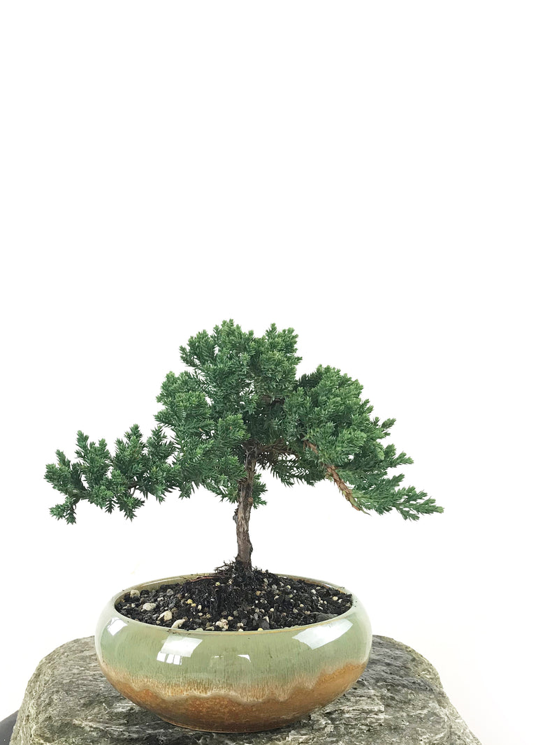 JAPANESE JUNIPER (1807147) - MiniGardens NZ