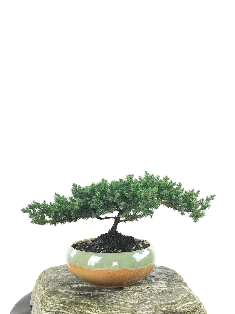 JAPANESE JUNIPER (1807148) - MiniGardens NZ