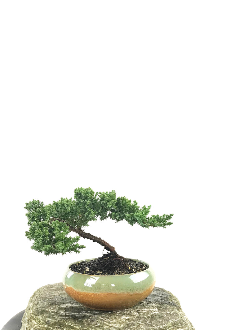 JAPANESE JUNIPER (1807150) - MiniGardens NZ