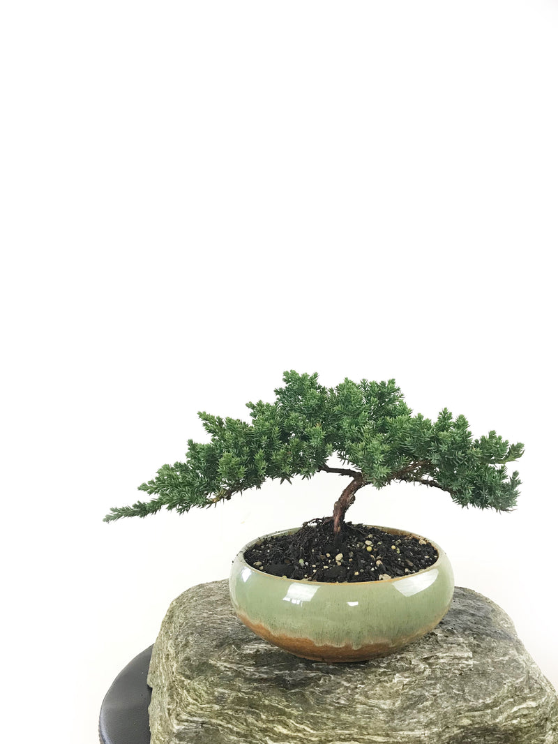 JAPANESE JUNIPER (1807152) - MiniGardens NZ