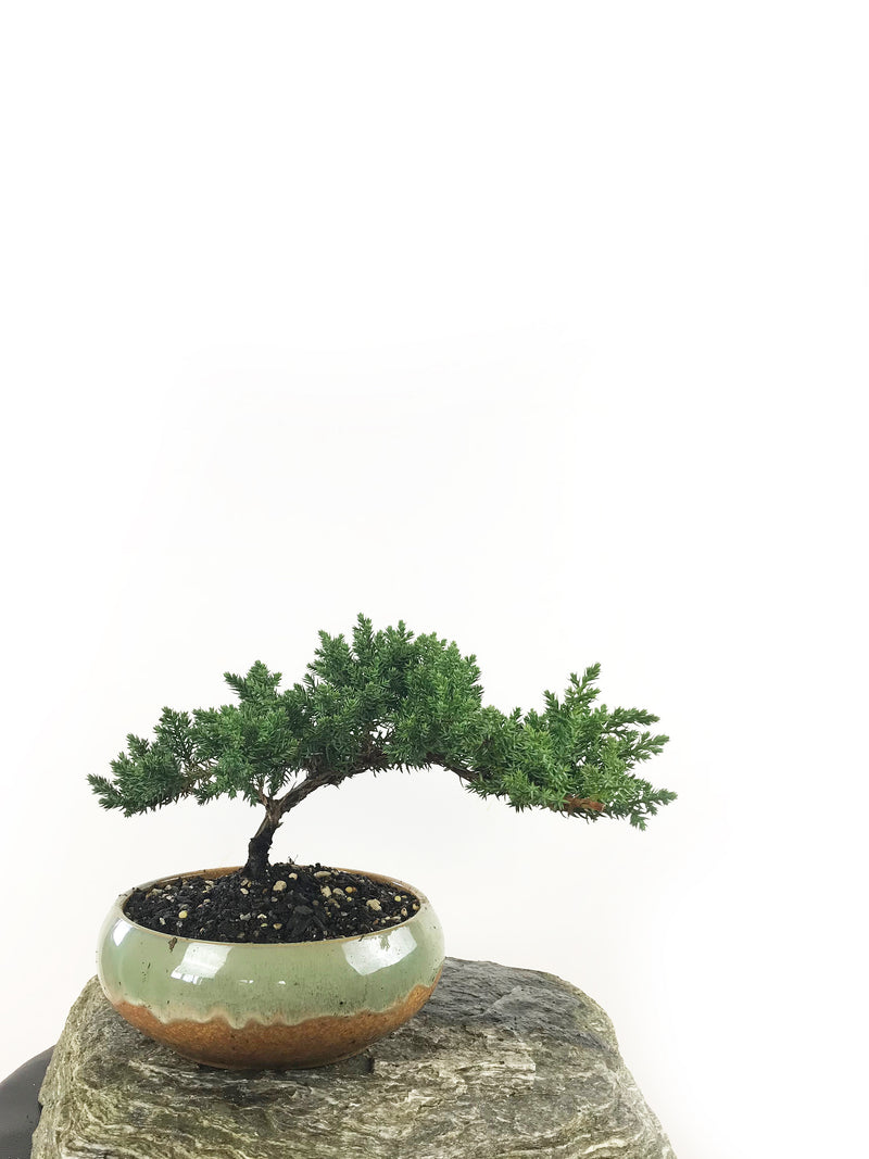 JAPANESE JUNIPER (1807153) - MiniGardens NZ