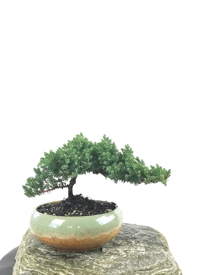 JAPANESE JUNIPER (1807154) - MiniGardens NZ