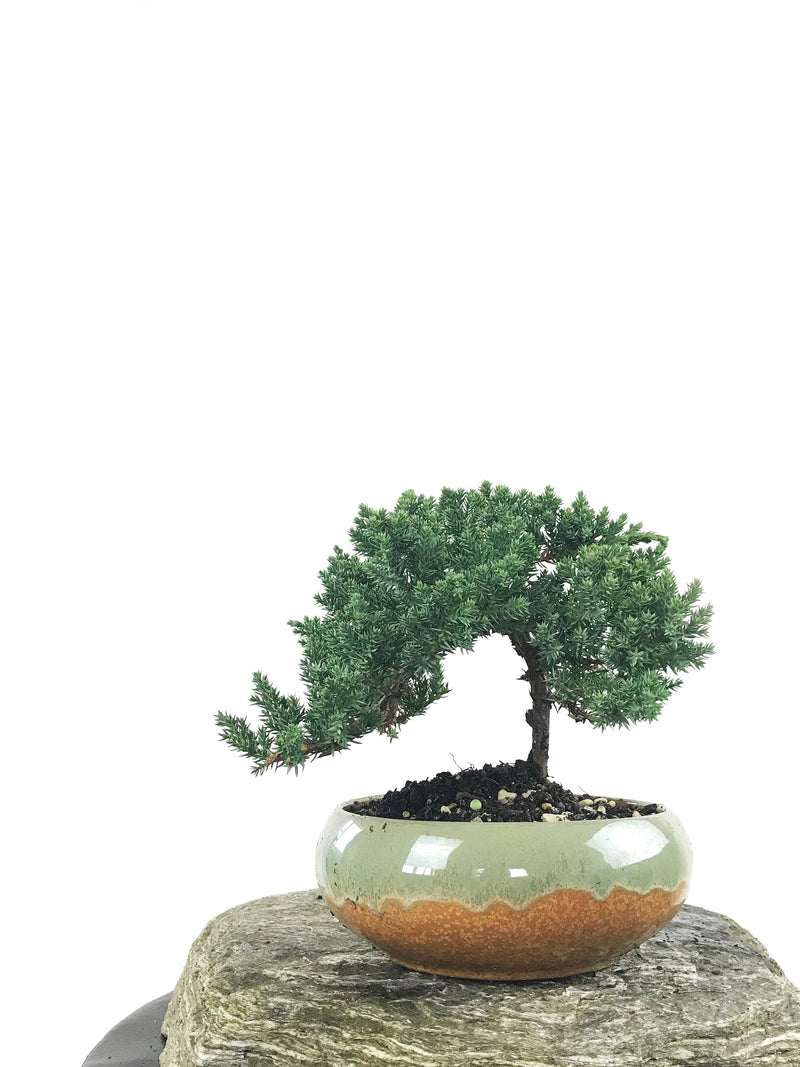 JAPANESE JUNIPER (1807155) - MiniGardens NZ