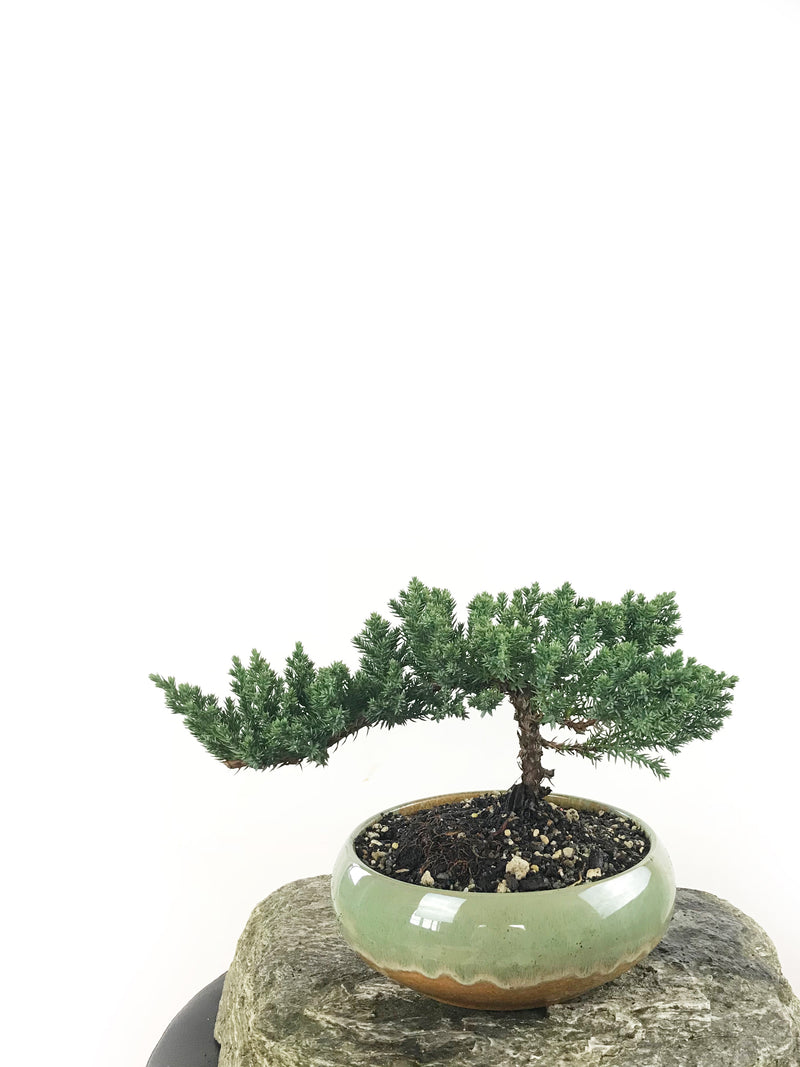 JAPANESE JUNIPER (1807156) - MiniGardens NZ