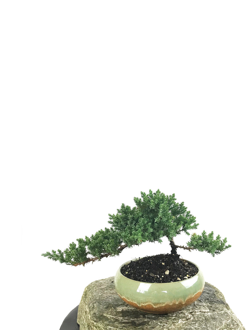 JAPANESE JUNIPER (1807157) - MiniGardens NZ