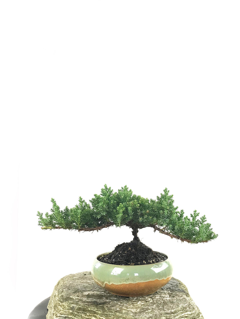 JAPANESE JUNIPER (1807158) - MiniGardens NZ