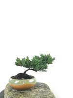 JAPANESE JUNIPER (1807159) - MiniGardens NZ