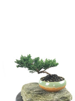 JAPANESE JUNIPER (1807159) - MiniGardens NZ