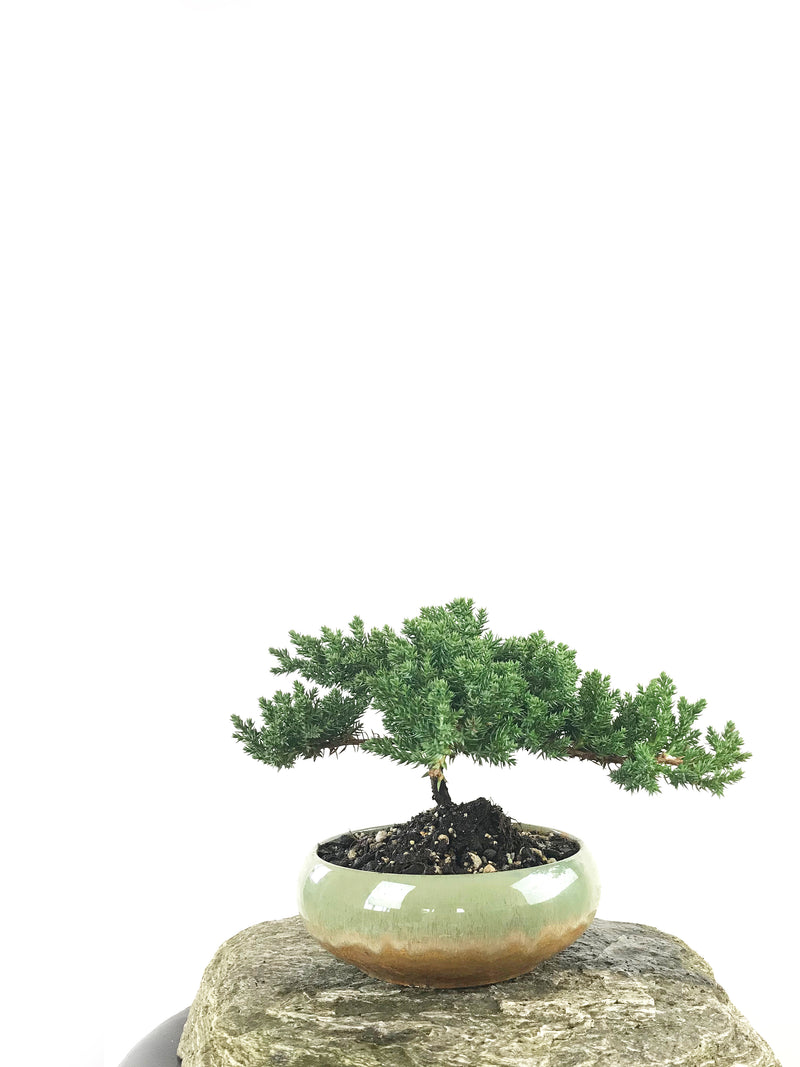 JAPANESE JUNIPER (1807160) - MiniGardens NZ