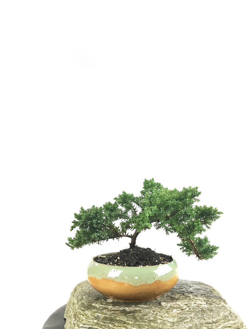 JAPANESE JUNIPER (1807161) - MiniGardens NZ