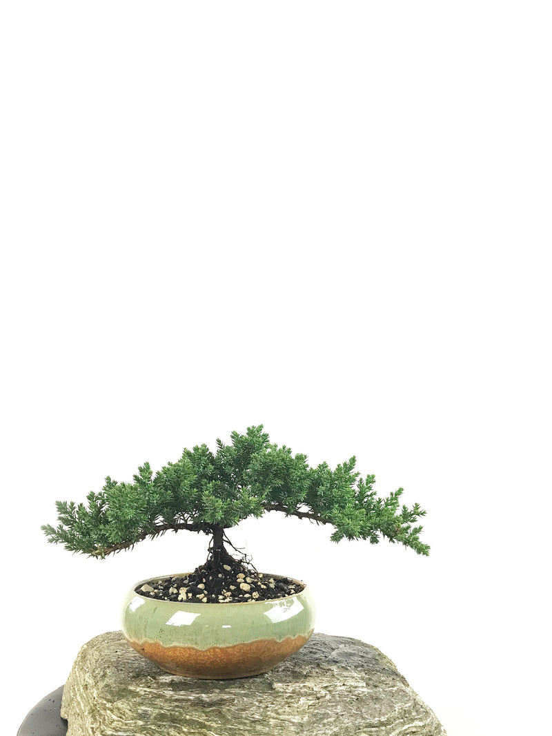 JAPANESE JUNIPER (1807162) - MiniGardens NZ