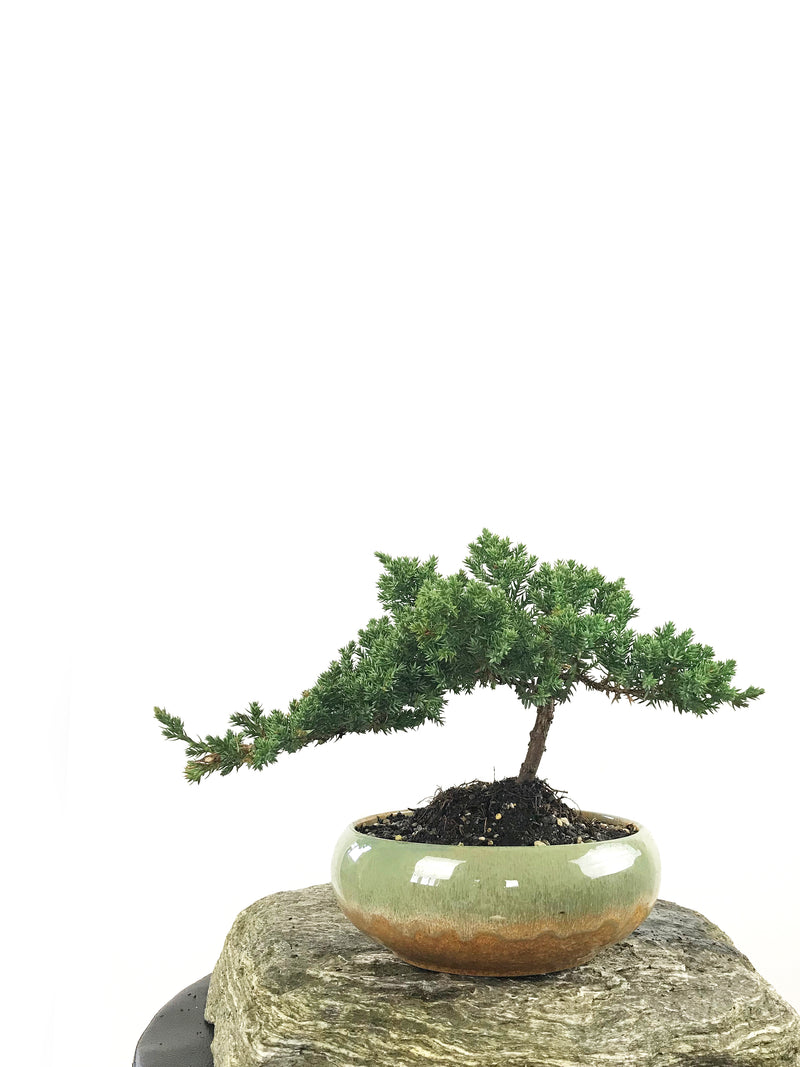 JAPANESE JUNIPER (1807164) - MiniGardens NZ