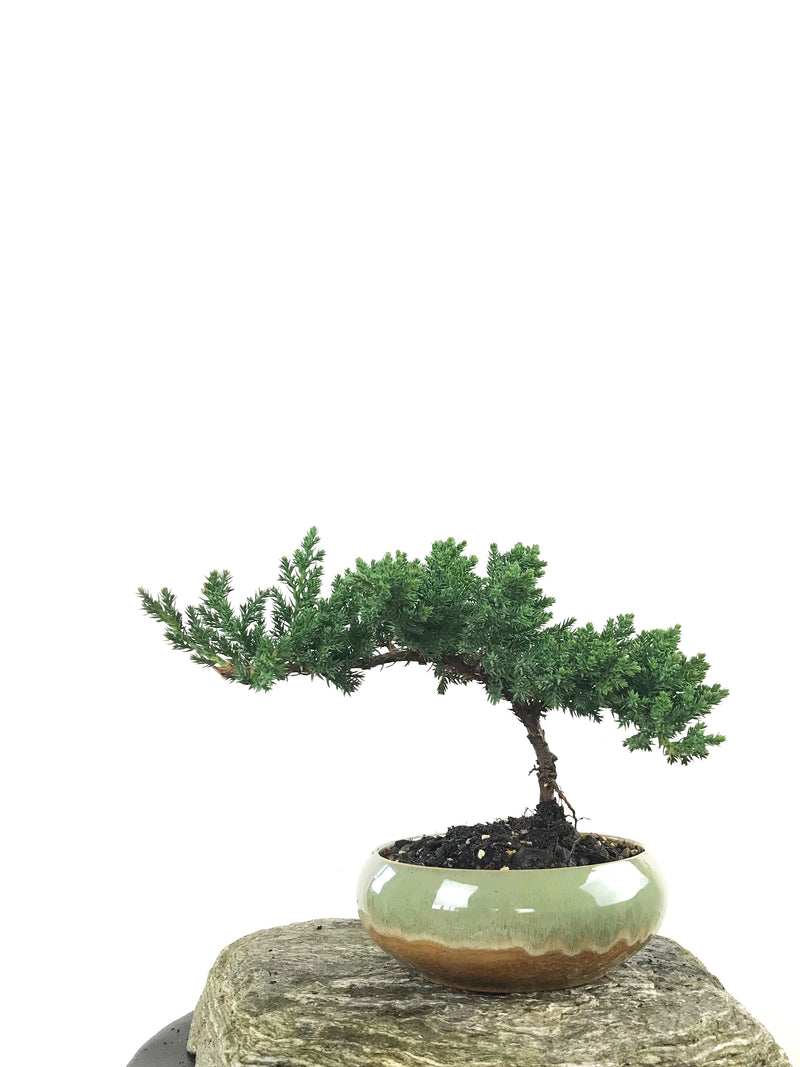 JAPANESE JUNIPER (1807165) - MiniGardens NZ