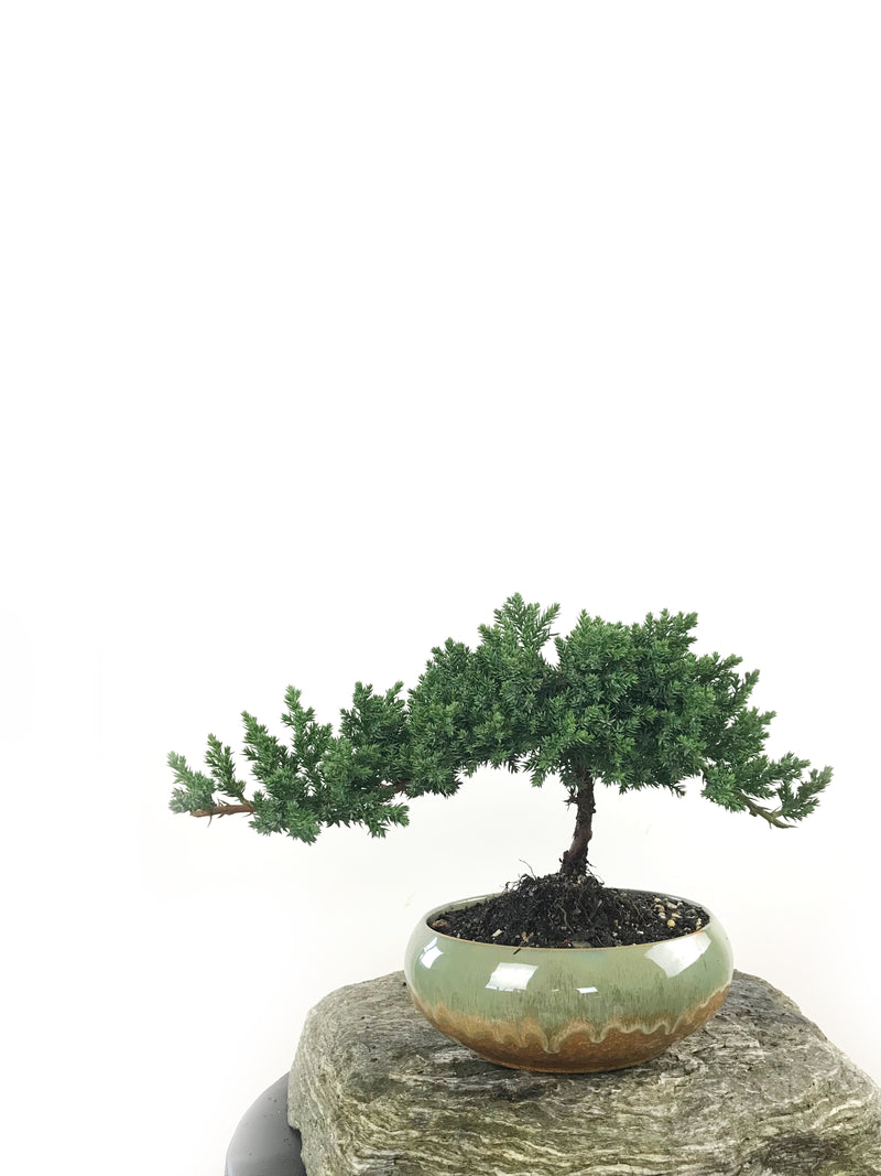 JAPANESE JUNIPER (1807166) - MiniGardens NZ